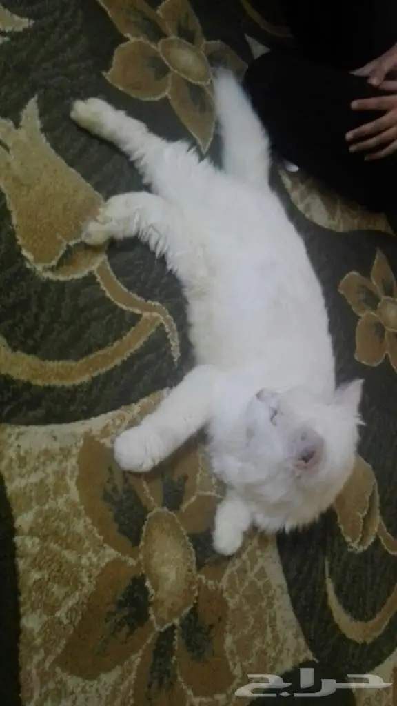 قطه شيرازي  (image 1)