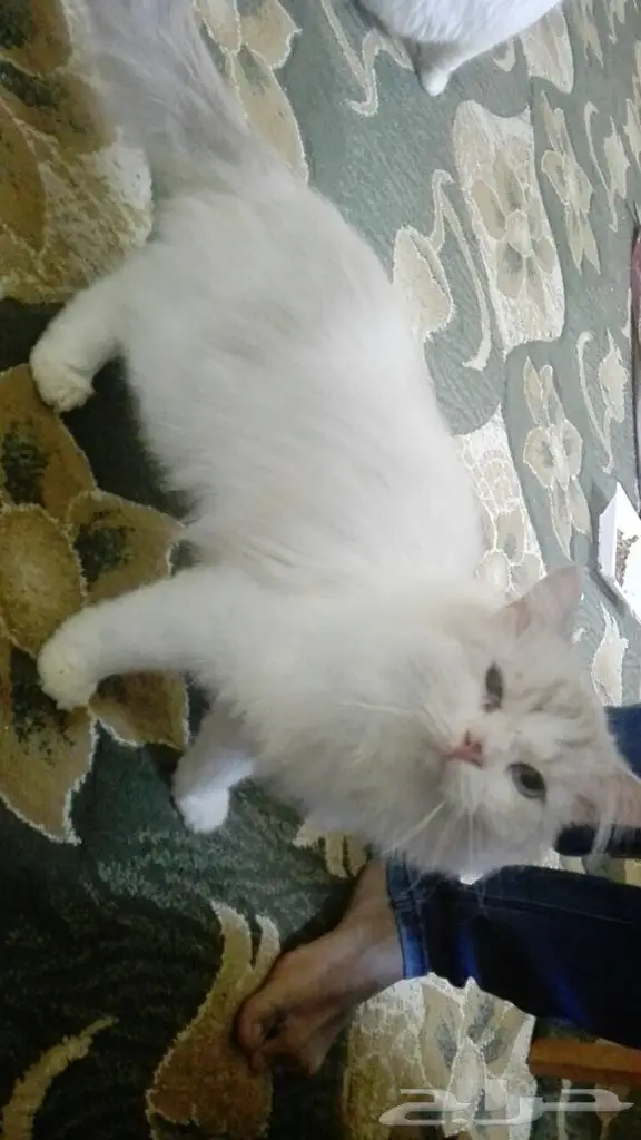 قطه شيرازي  (image 2)