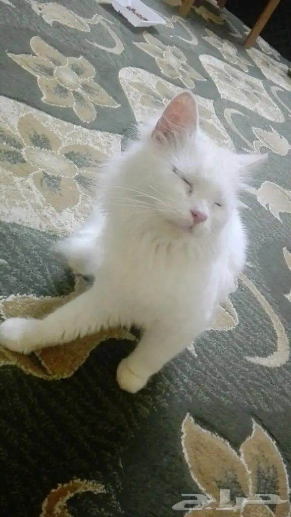 قطه شيرازي  (image 4)