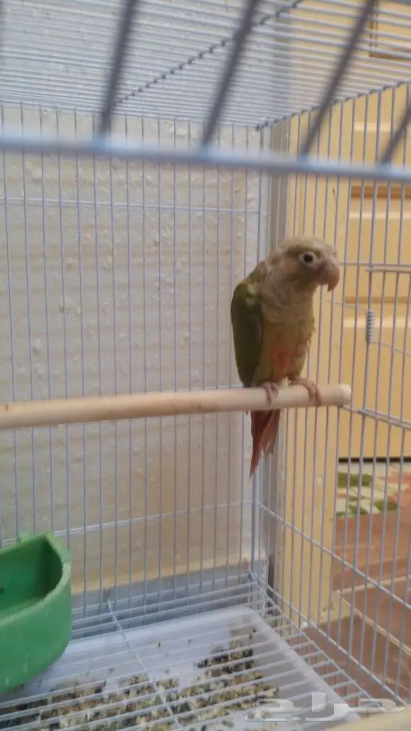 ببغاء كونيور مميزان للبيع - فرصة لا تُفوّت! (image 2)