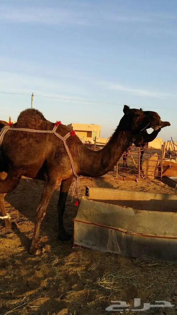 خلفه مجهم طيبه للقناي