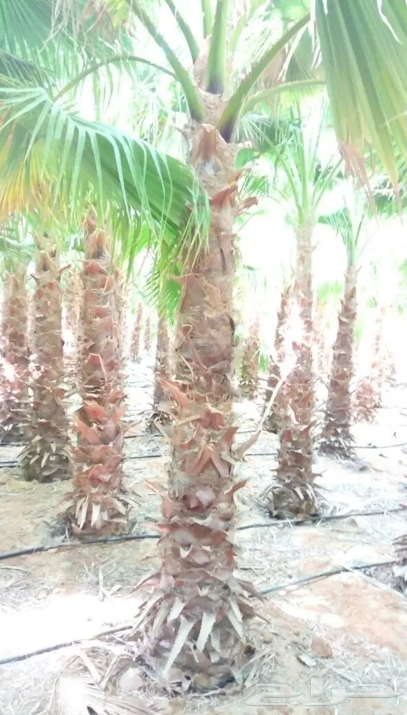 نخل واشنطوني باقل الاسعار 