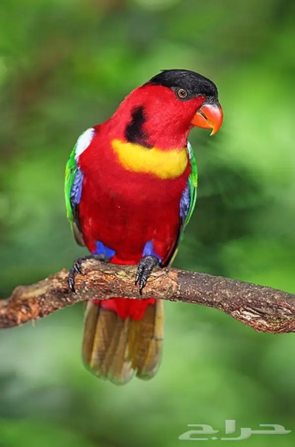 ببغاء لوري يلو بييد 
