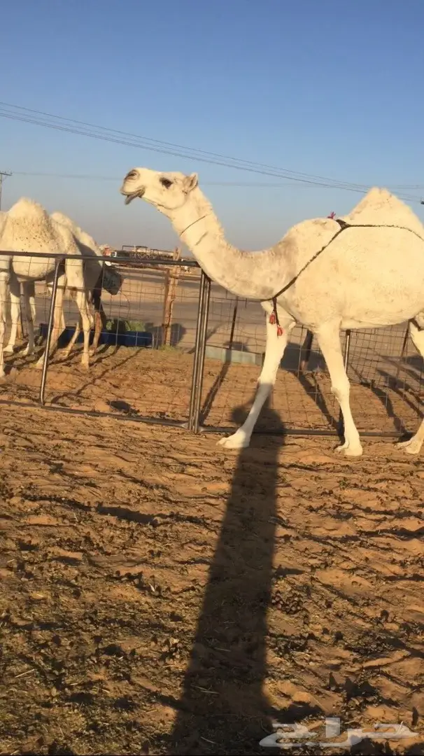 ضروبه كفو للبيع فرصة القناي