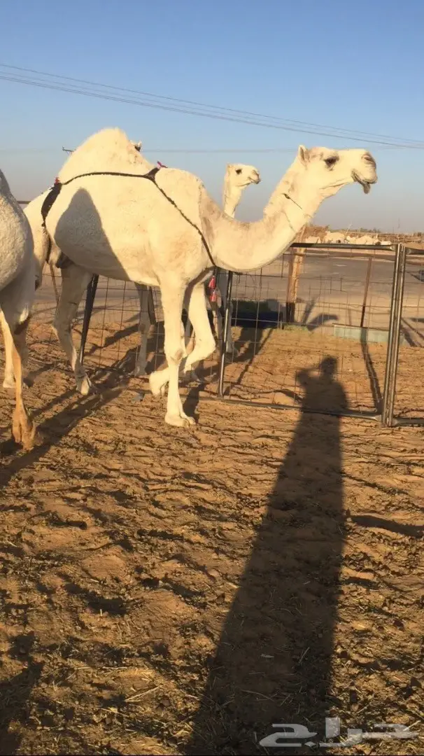 ضروبه كفو للبيع فرصة القناي (image 2)