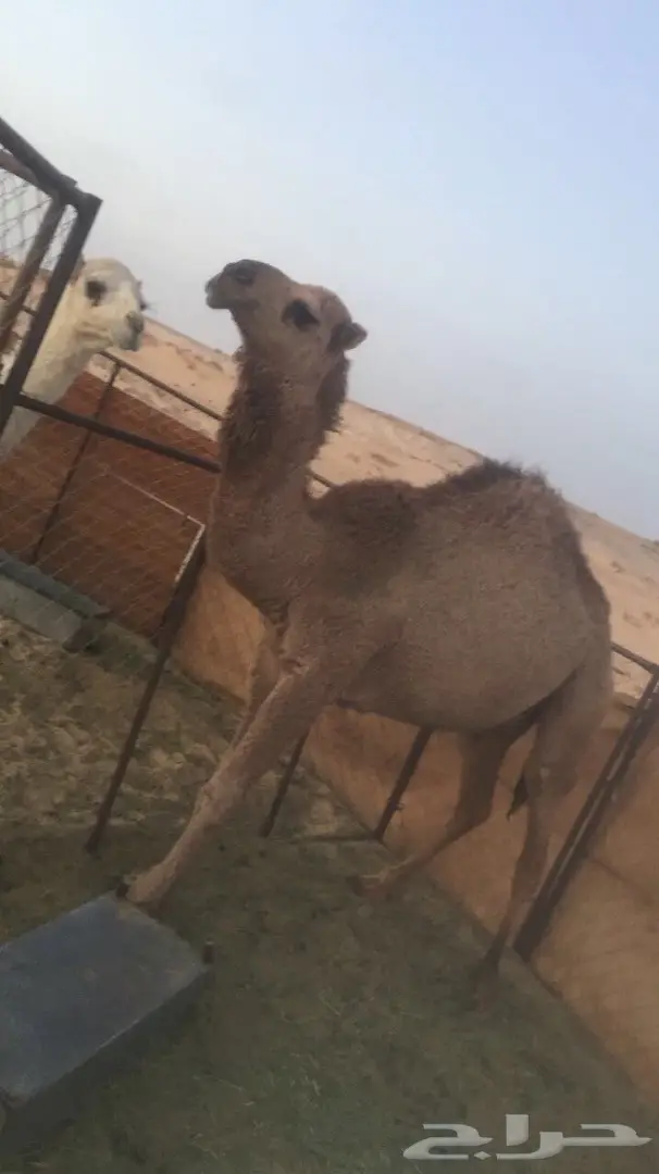 محافظة تيماء .منطقة تبوك