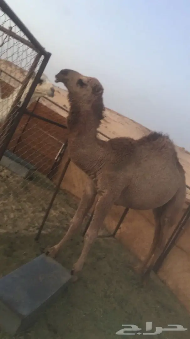 محافظة تيماء .منطقة تبوك (image 1)