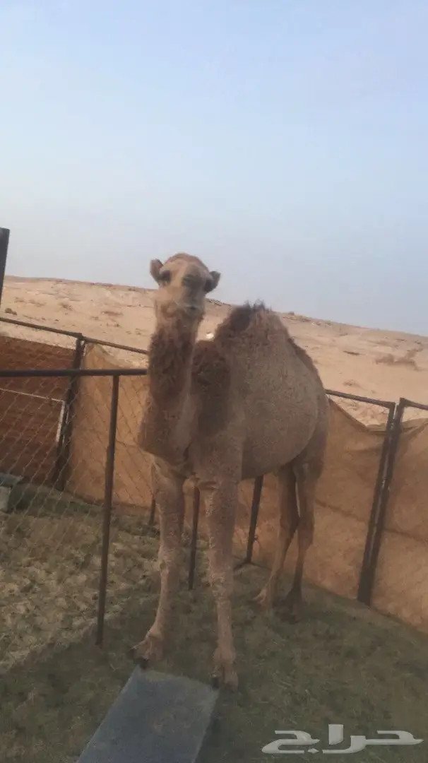 محافظة تيماء .منطقة تبوك (image 2)