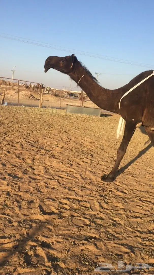 خلفه مجهم كفو للبيع