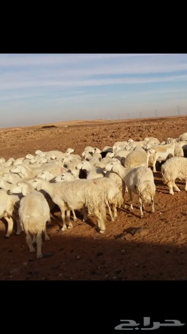 غنم حريات طيبه بالحيل للبيع نقدا وبالآجل ..