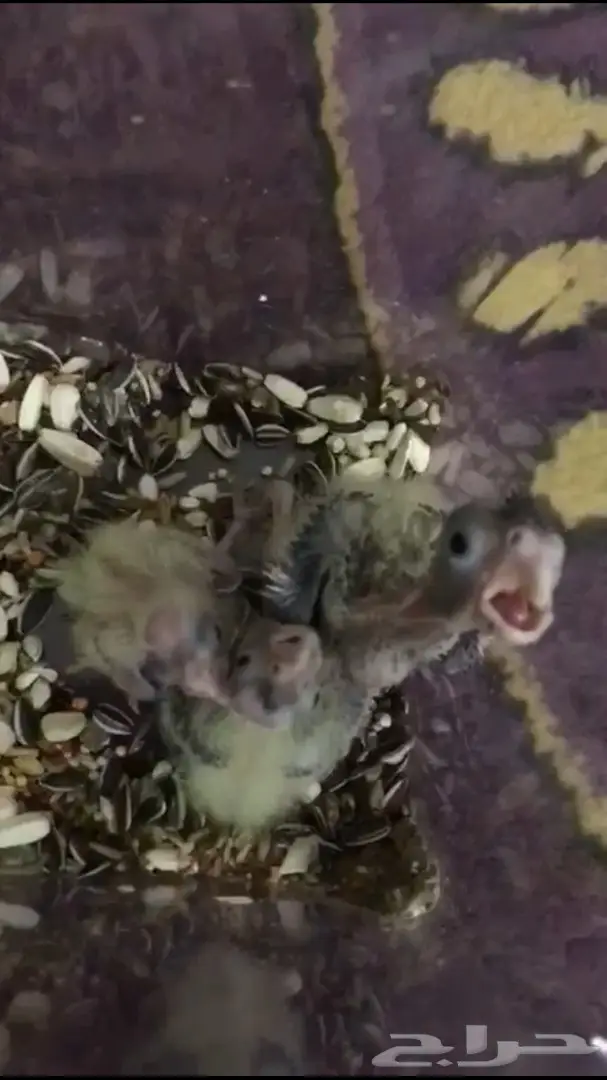 فروخ كروان (image 1)