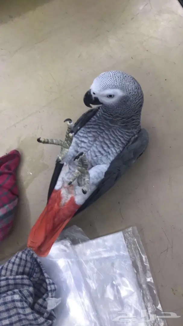 كاسكو متكلم واليف جدا