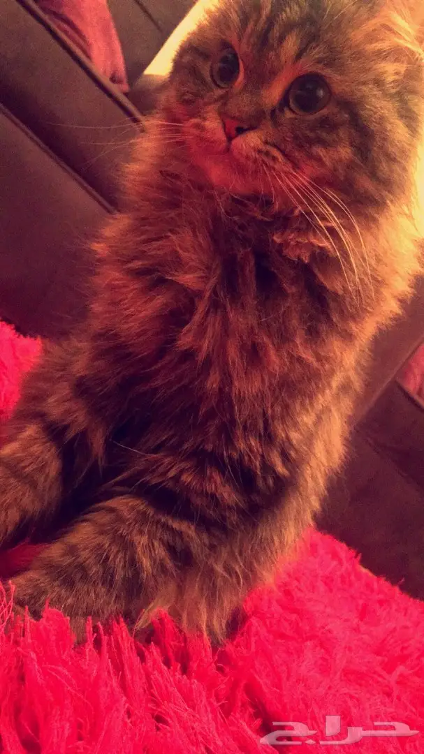 قطوه شيرازي تايقر 