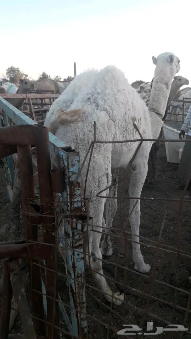 نحر ((قبل قليل)) حاشي بري لباني زبدهه 