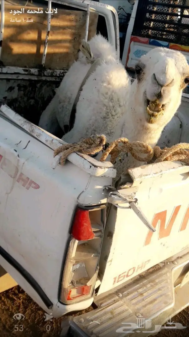 نحر ((قبل قليل)) حاشي بري لباني زبدهه  (image 1)