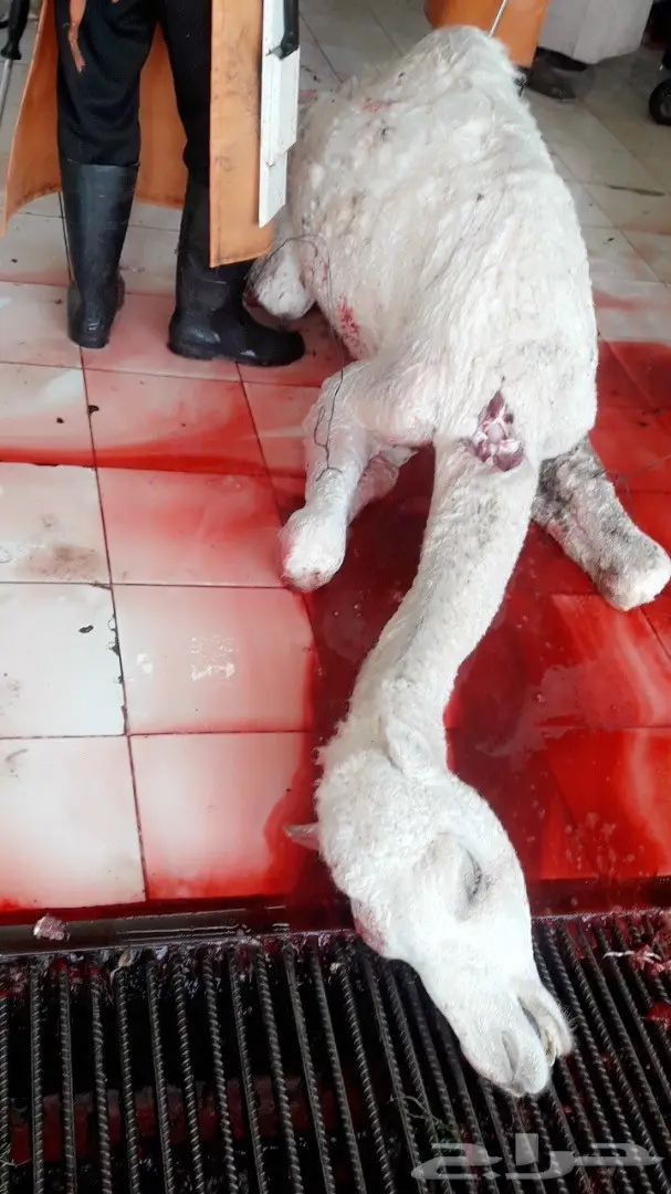 نحر ((قبل قليل)) حاشي بري لباني زبدهه  (image 3)