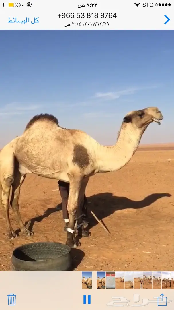 ابعير اصفر كفوو (image 1)