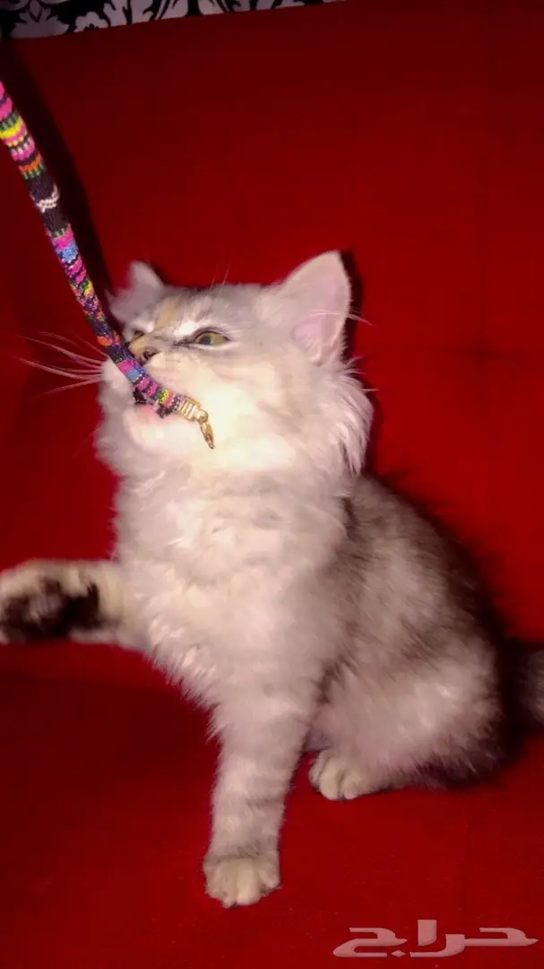 قطوه شيرازي تايقر للبيع  (image 1)