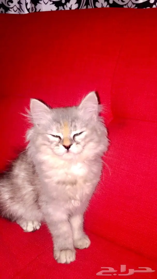 قطوه شيرازي تايقر للبيع  (image 2)