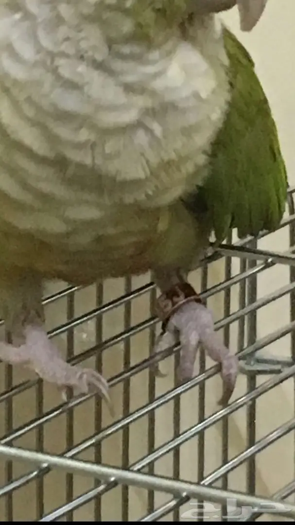 ببغاء كنيور سينامون لطيف ومرح - فرصة لا تُفوّت! (image 1)