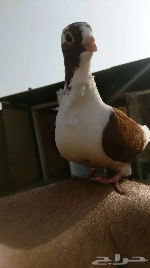 اجواز حمام  (image 7)