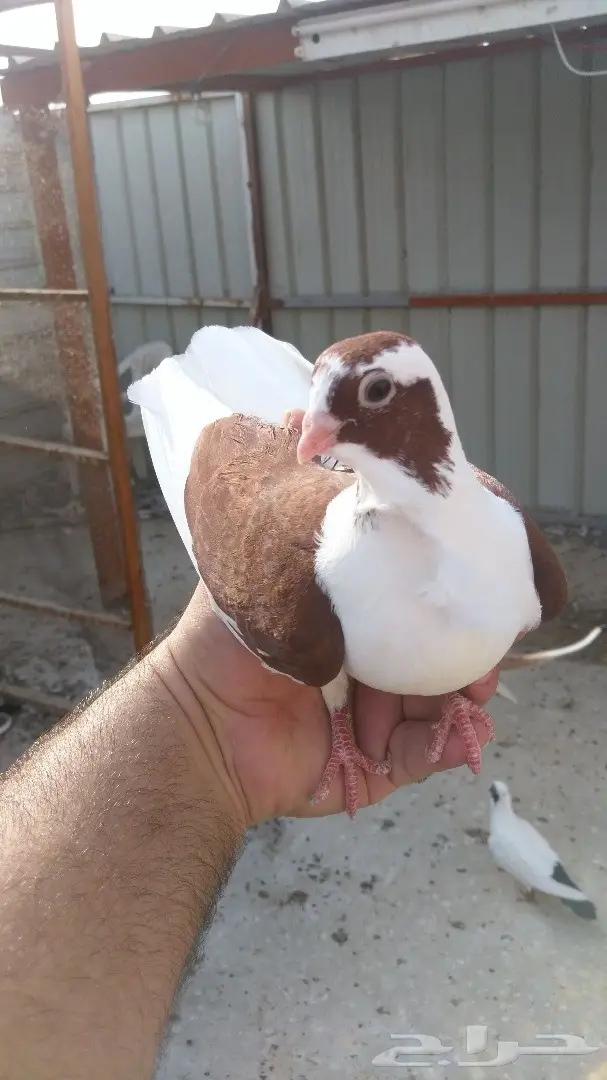 اجواز حمام  (image 8)