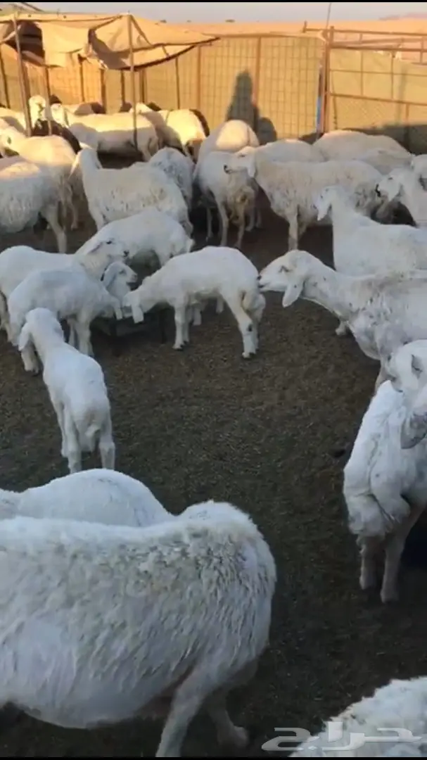 غنم حريات طيبه