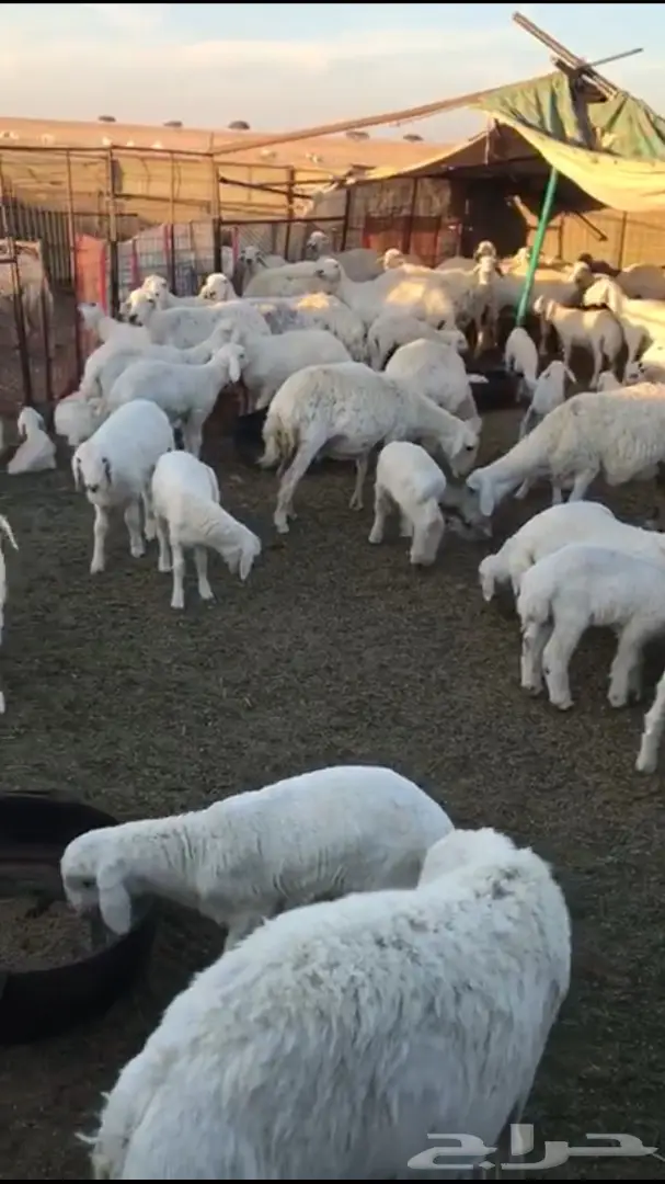 غنم حريات طيبه (image 1)