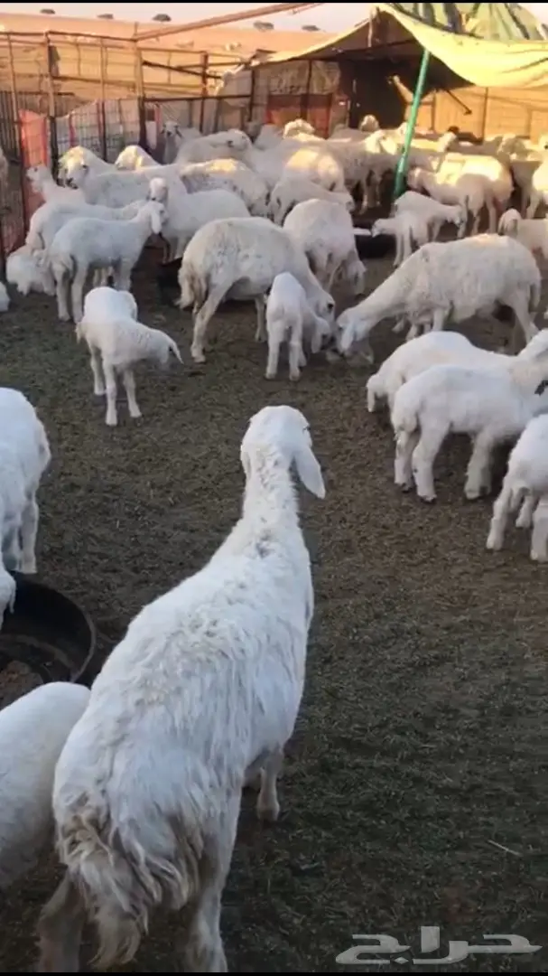 غنم حريات طيبه (image 2)