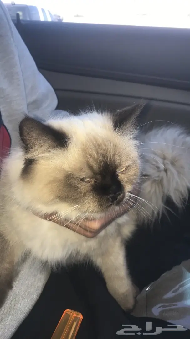 قطه للبيع (image 1)