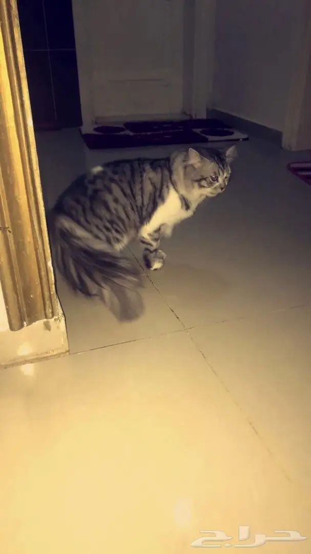 قط للتبني  (image 1)