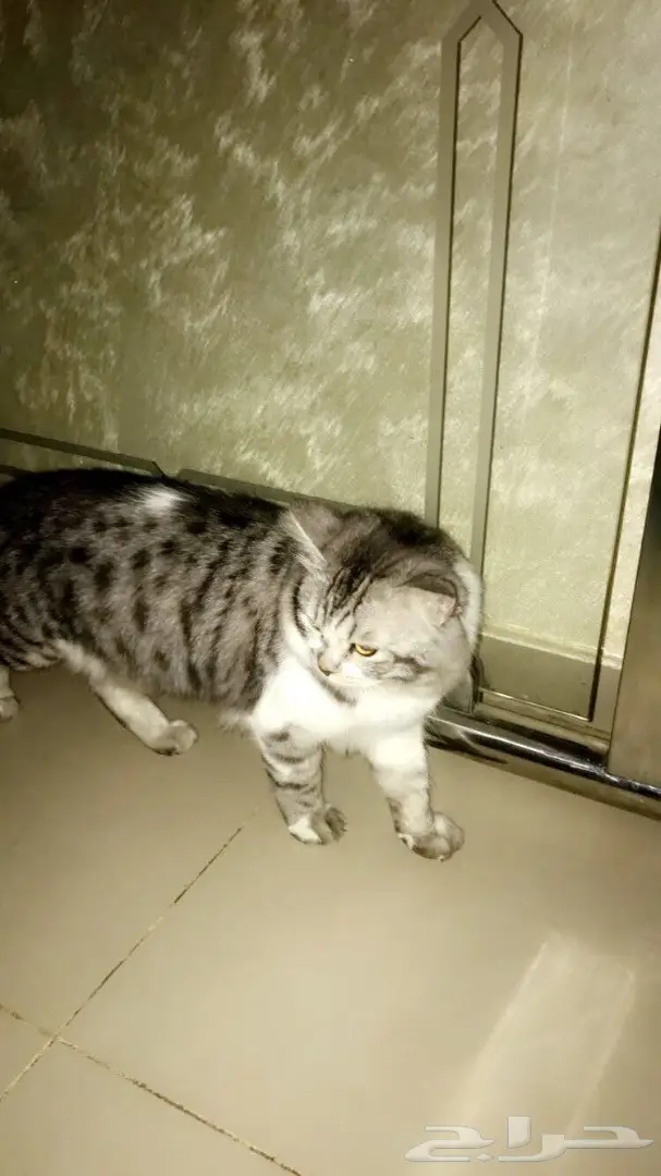 قط للتبني  (image 2)
