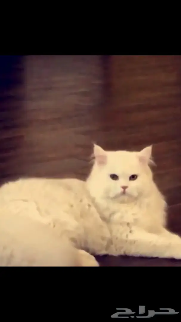 ذكر شيرازي (image 1)