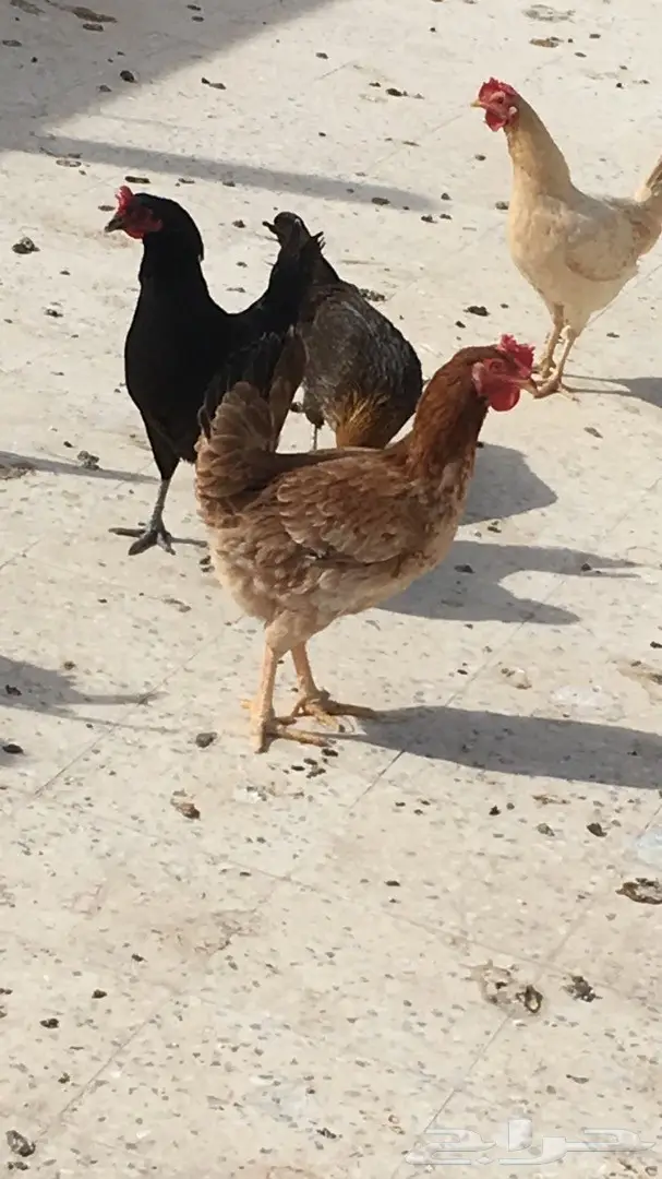 دجاج بلدي (image 1)