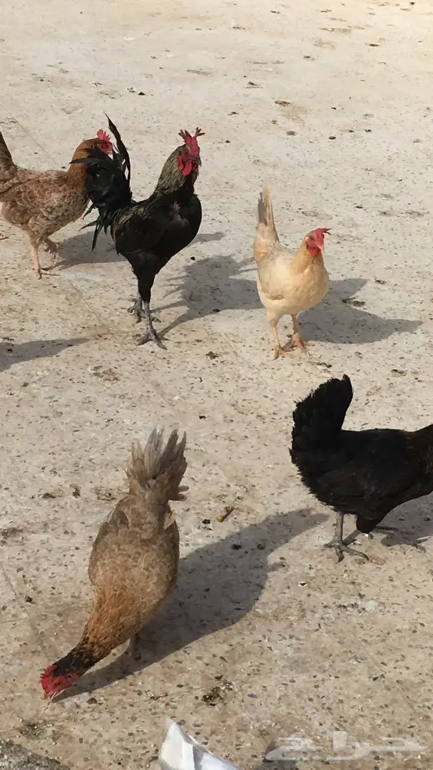 دجاج بلدي (image 2)