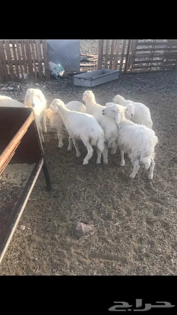 بهم حري  (image 1)