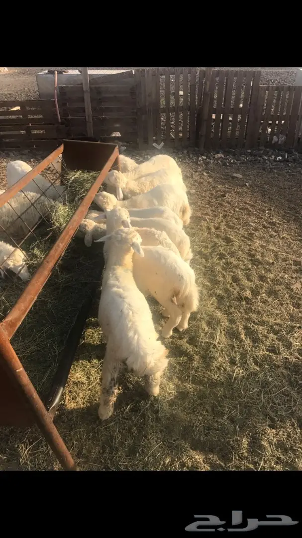 بهم حري  (image 4)