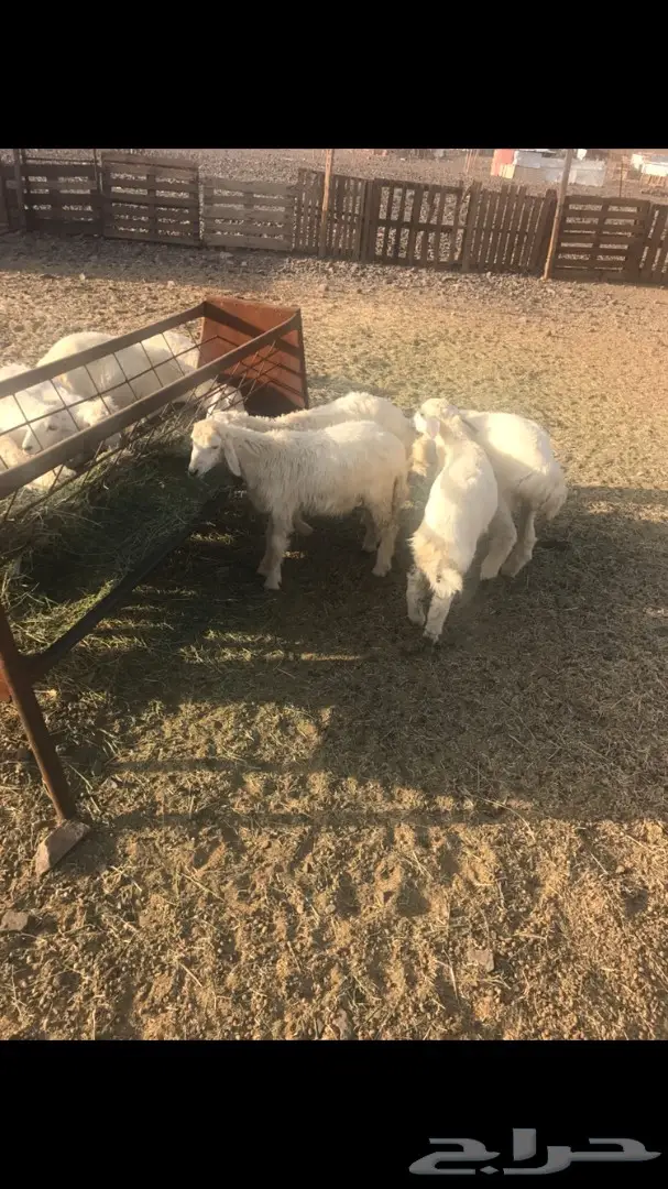 بهم حري  (image 5)