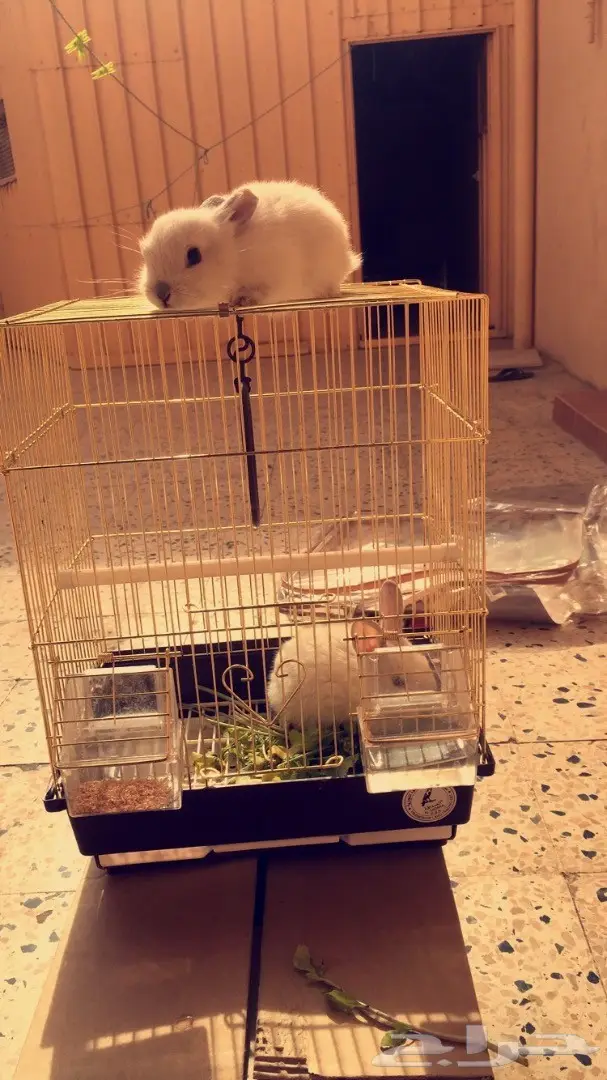 أرانب  حايل 