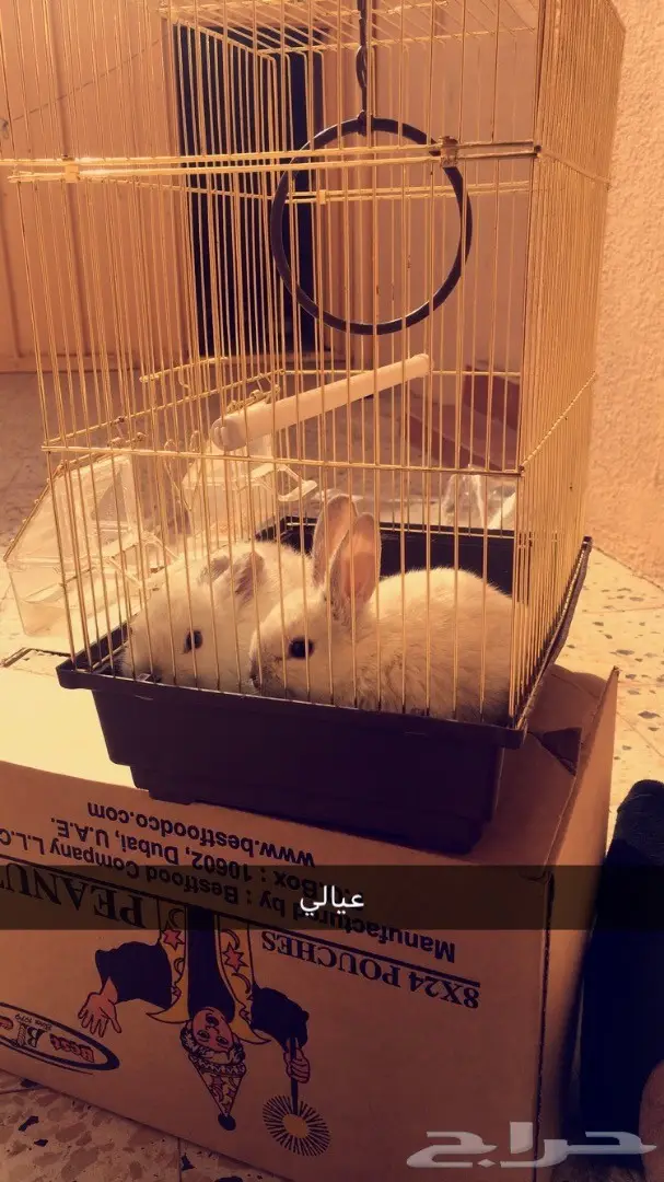 أرانب  حايل  (image 1)