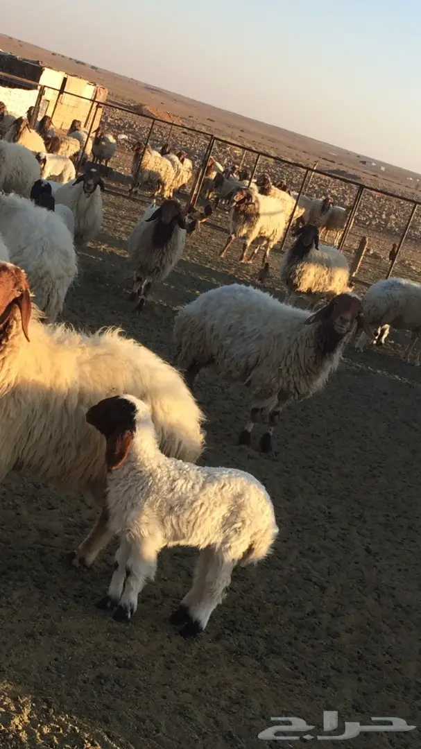 غنم نعيم للبيع عدد 50 راس (image 3)