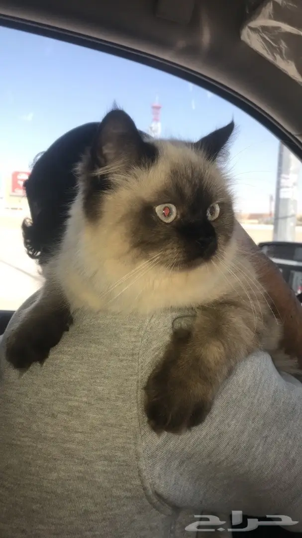 قطه هملايا من افضل الانواع للبيع بالرياض