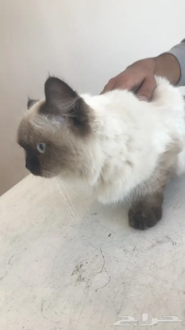 قطه هملايا من افضل الانواع للبيع بالرياض (image 2)