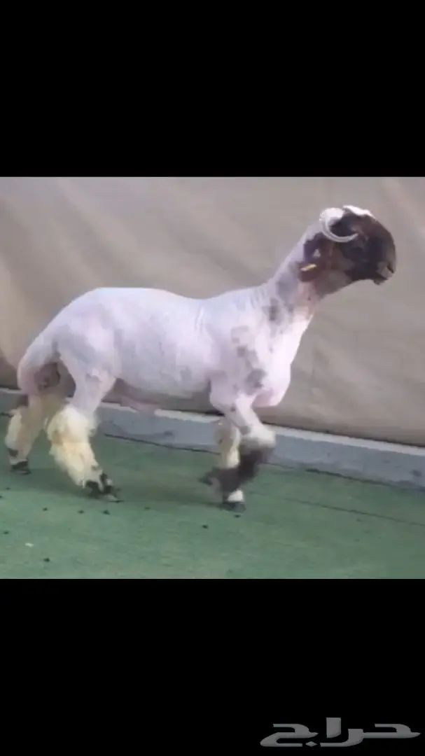 جذع طيب للبيع