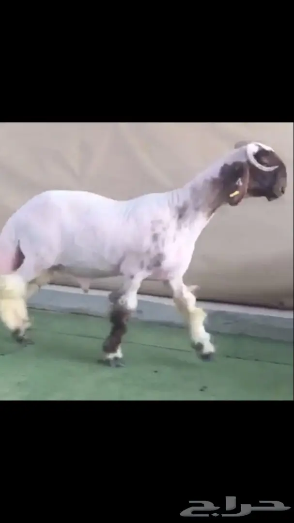 جذع طيب للبيع (image 1)