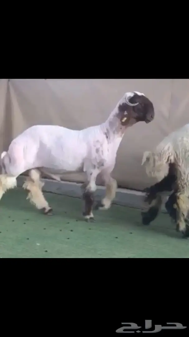 جذع طيب للبيع (image 3)