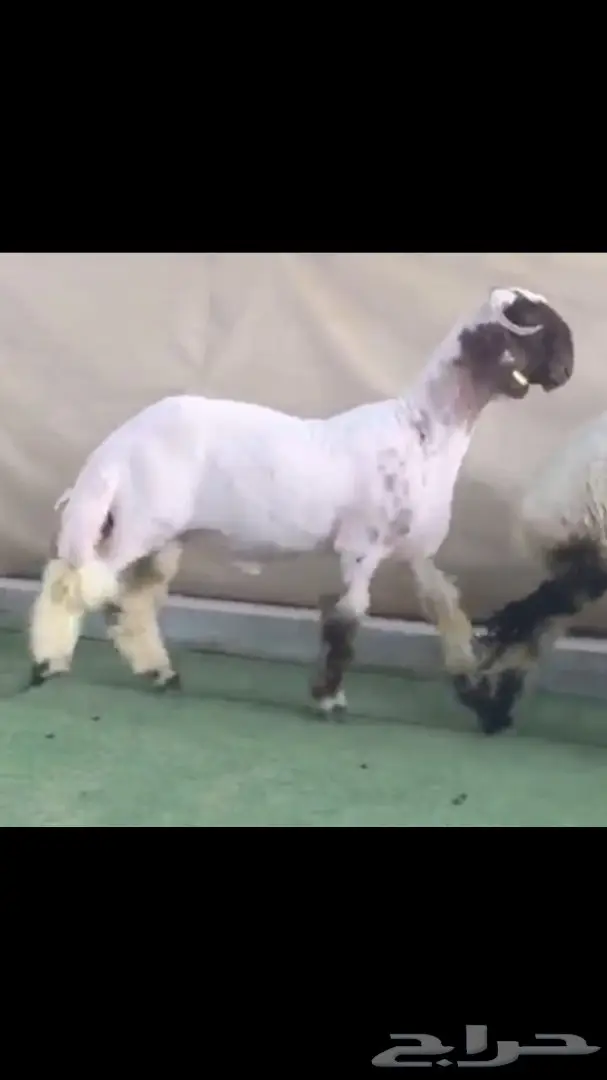 جذع طيب للبيع (image 4)