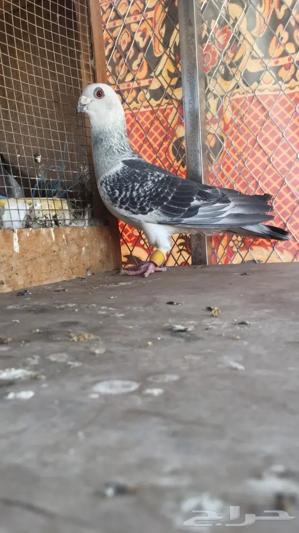 طيور كش top (image 3)