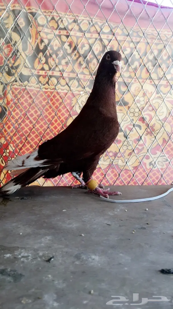 طيور كش top (image 4)