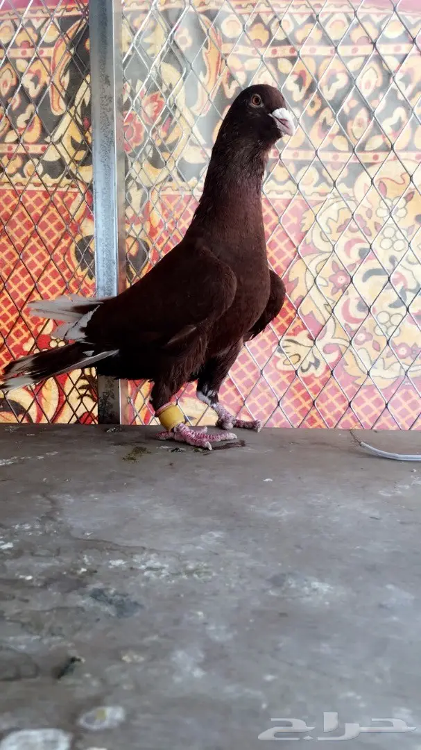 طيور كش top (image 5)